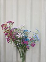 GIPSOFILA PLAVA - Slika 2