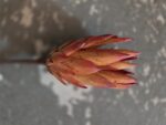 SUHO PROTEA