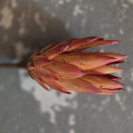 SUHA PROTEA
